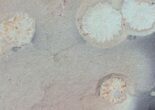 Cluster of Ediacaran Madusoid (Porpita) Fossils - Australia #39204-1